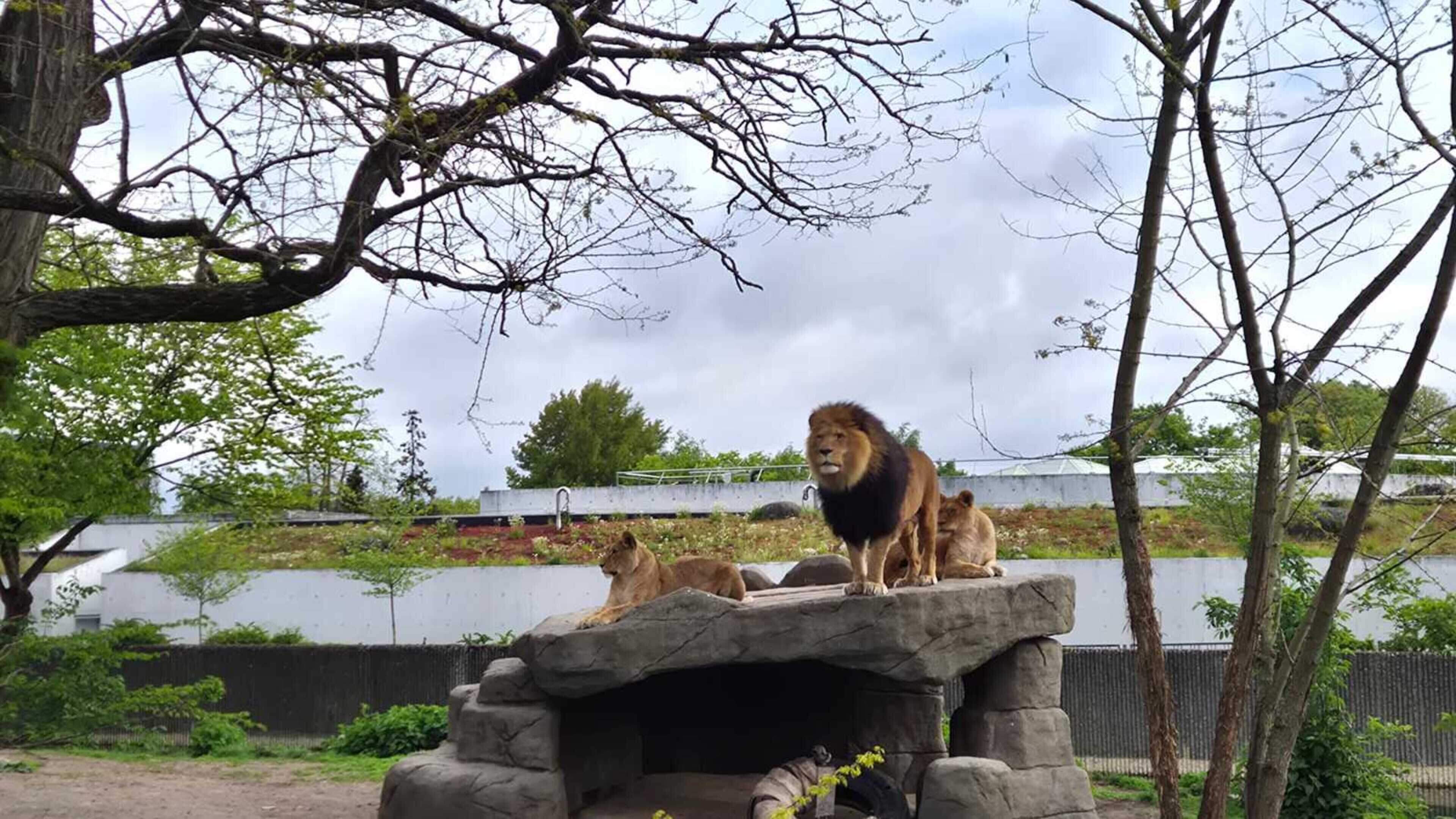Nieuwe mannetjesleeuw in dierentuin GaiaZOO al na anderhalve maand overleden: ’Zeer onverwacht en grote tegenslag’